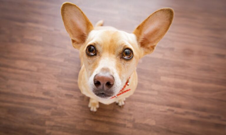 5 Common Dog Behaviors Explained Pets Health News Everyday